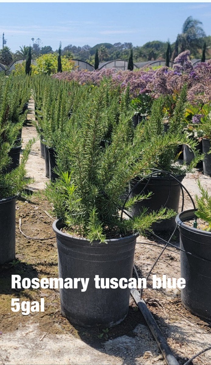 Photo for Rosemary officinalis 'Upright' (Upright Rosemary)