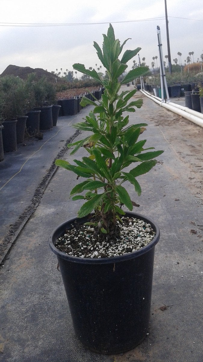 Photo for Salvia 'Daras Choice' (Daras Choice Salvia)