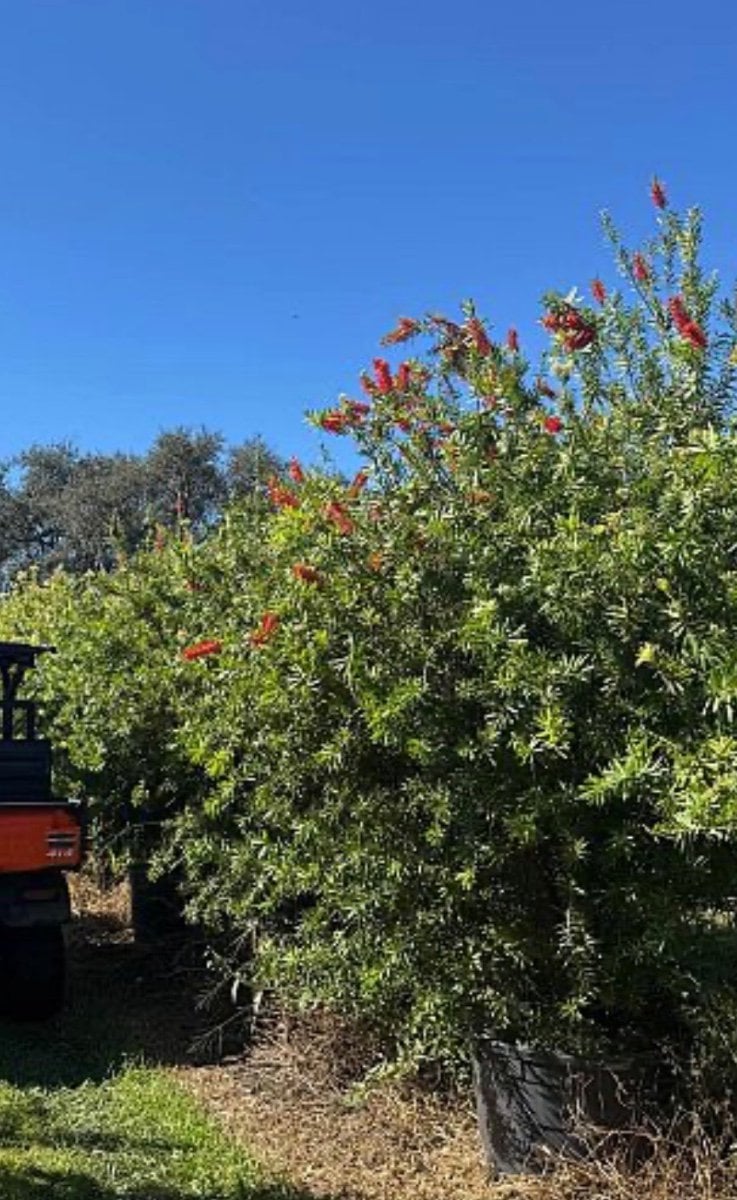 Photo for Callistemon rigidus 'Red Cluster' (Multi) (Red Cluster Bottlebrush)