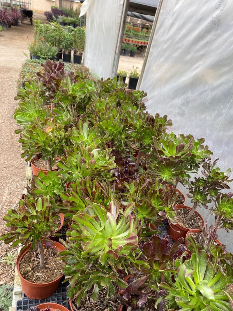 Photo for Aeonium arboreum 'Atropurpureum' (Purple Aeonium)