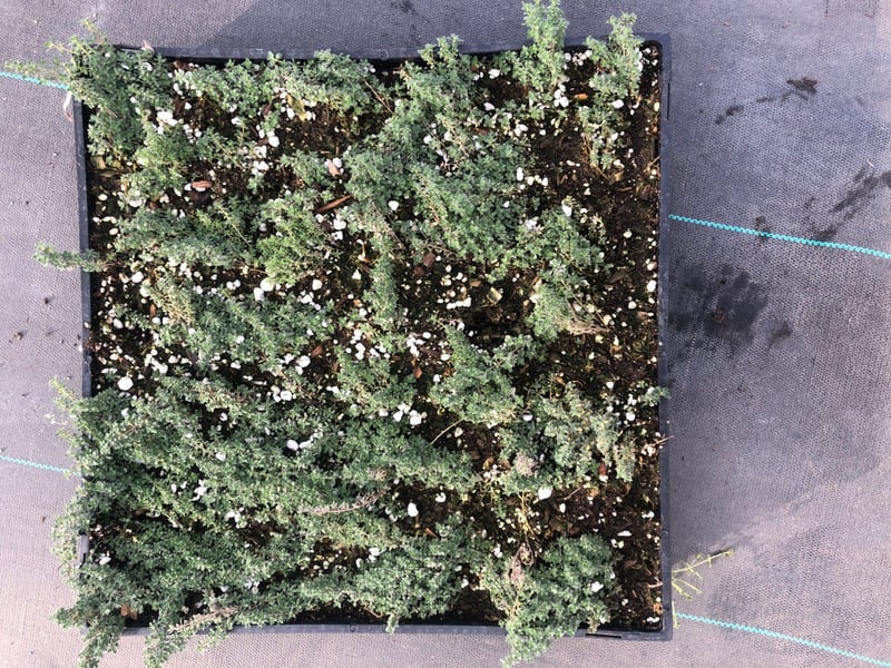 Photo for Thymus pseudolanuginosus (Wooly Thyme)