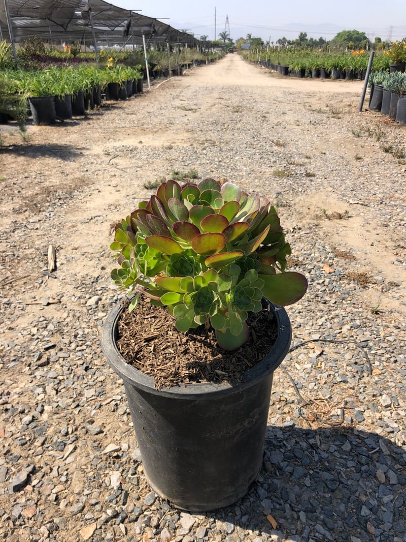 Photo for Aeonium 'Mint Saucer' (Green Aeonium)