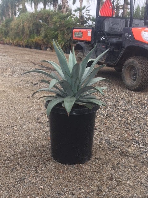 Photo for Agave weberi (Weber Agave)