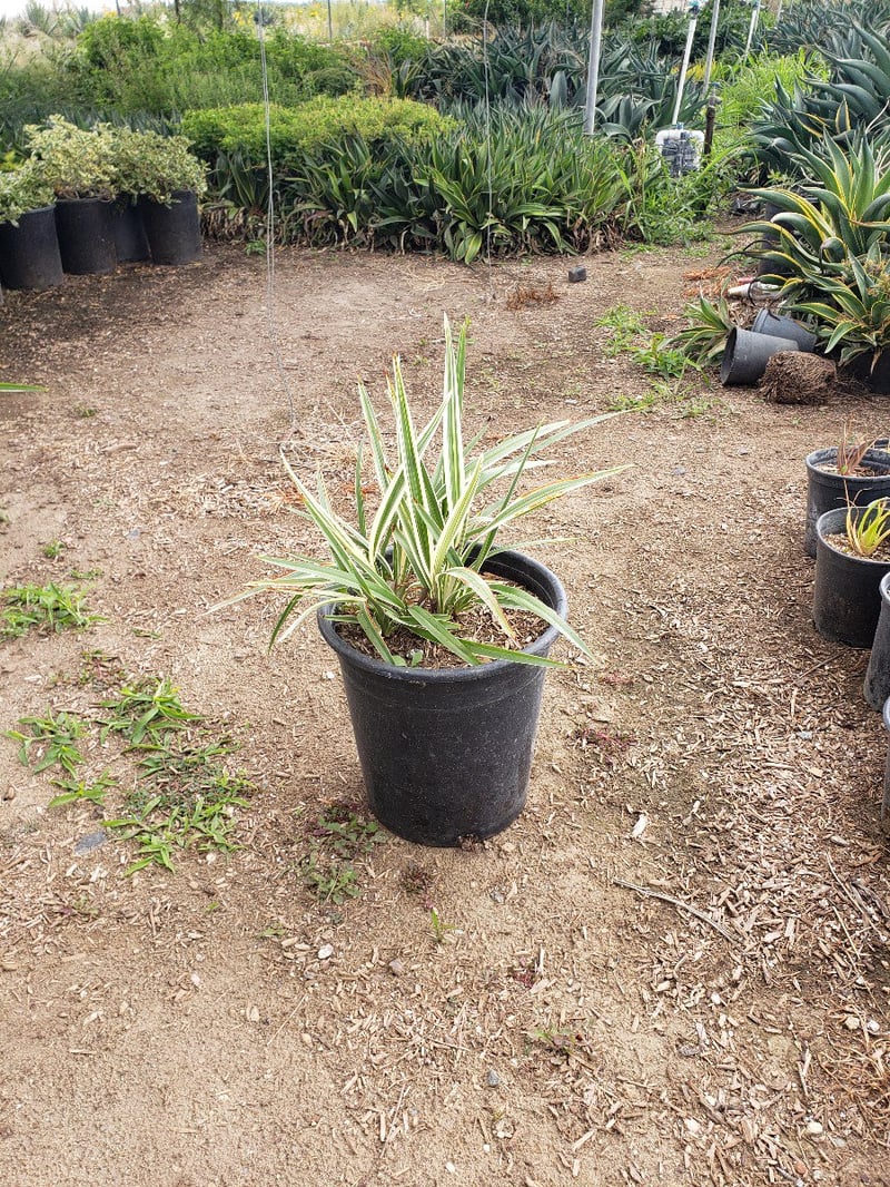 Photo for Dianella tasmanica 'Silver Streak' (Silver Streak Flax Lily)