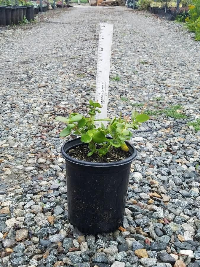 Photo for Crassula multicava (Fairy Crassula)