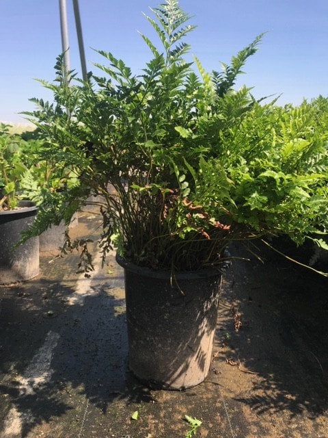 Photo for Rumohra adiantiformis (Leatherleaf Fern)