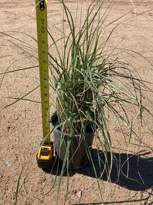 Photo for Muhlenbergia rigens (Deer Grass)