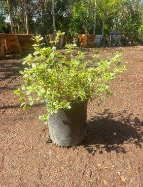 Photo for Coprosma 'Marble Queen' (Marble Queen Mirror Plant)