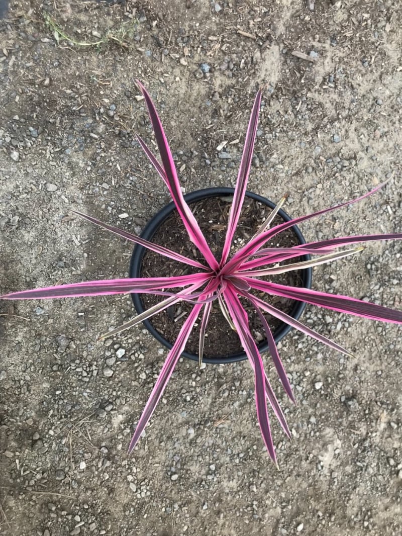 Photo for Cordyline australis 'Pink Passion' (Cabbage Tree 'Pink Passion')