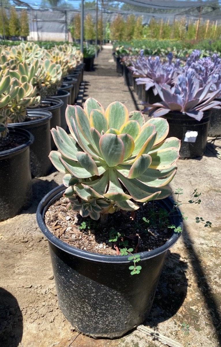 Photo for Aeonium 'Sunburst' (Copper Pinwheel)