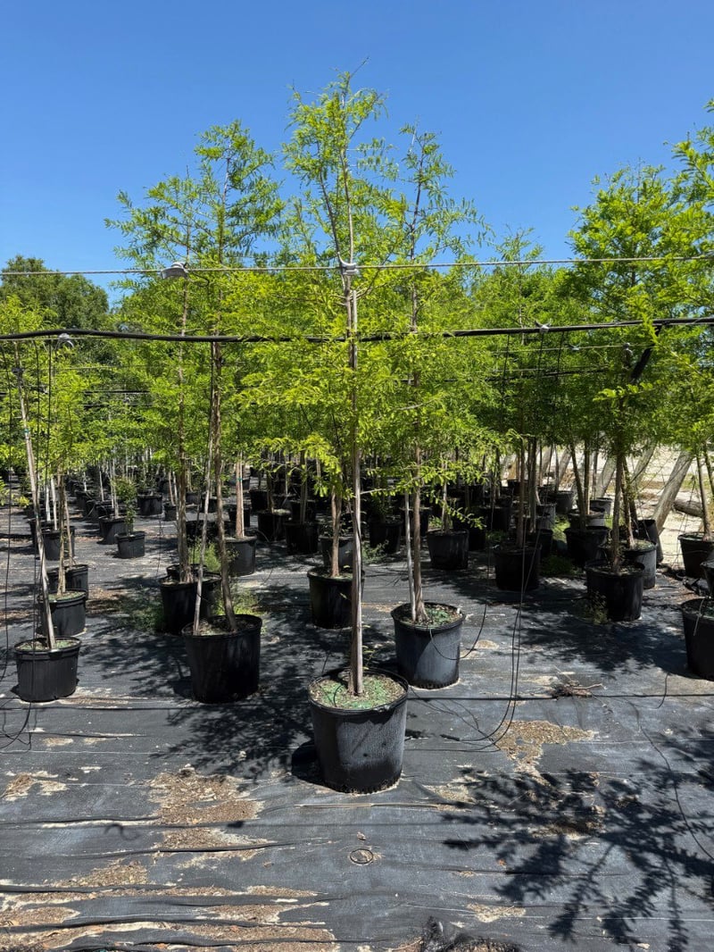 Photo for Taxodium distichum (Bald Cypress)