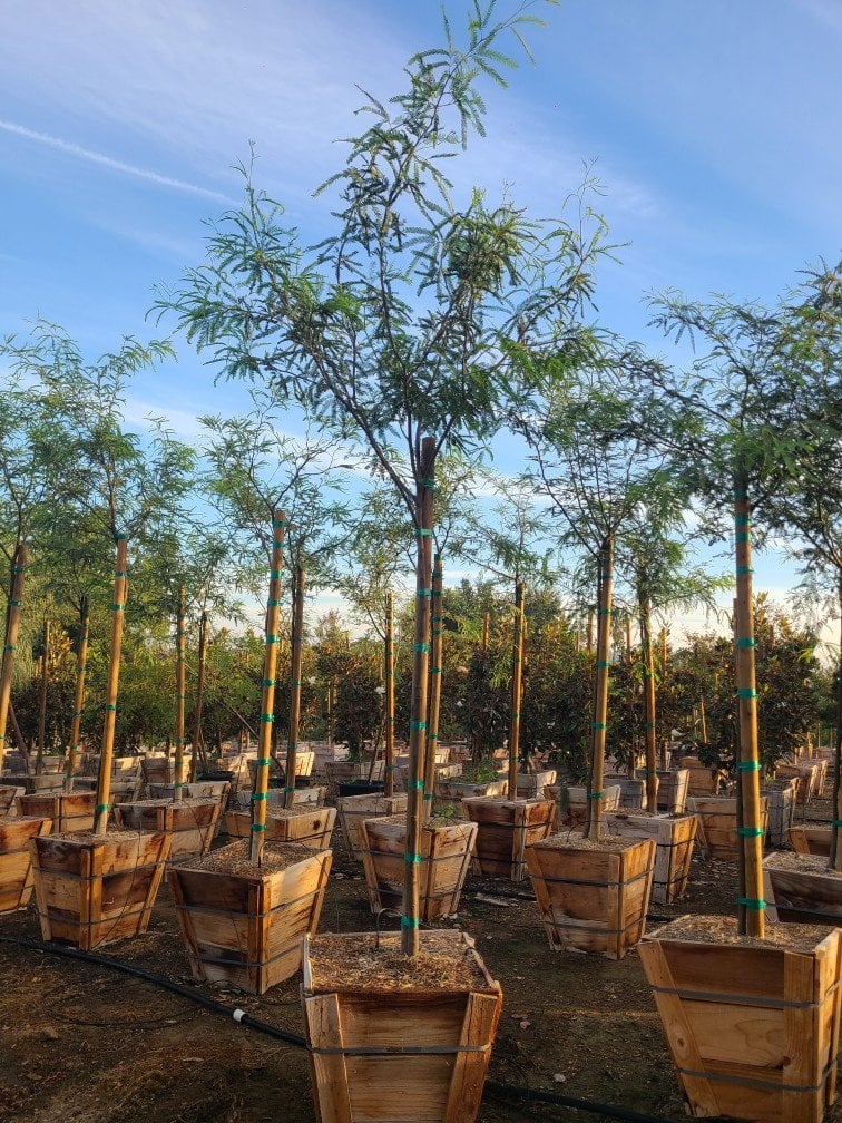 Photo for Prosopis chilensis (Standard) (Thornless Chilean Mesquite)