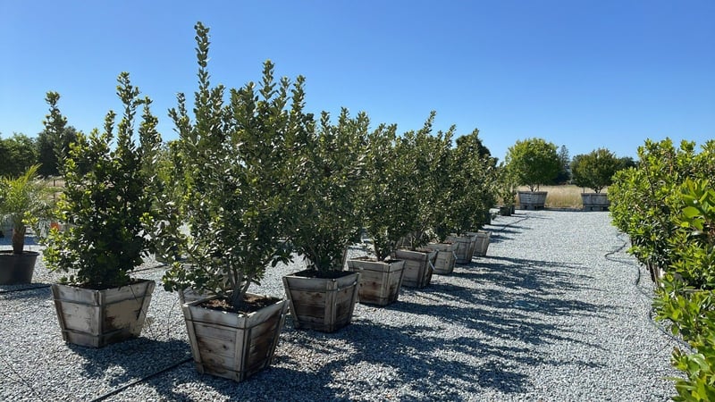 Photo for Laurus nobilis 'Saratoga' (Saratoga Bay Laurel)