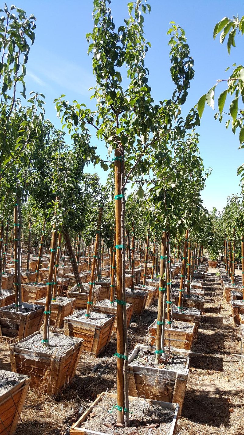 Photo for Pyrus kawakamii (Evergreen Pear)