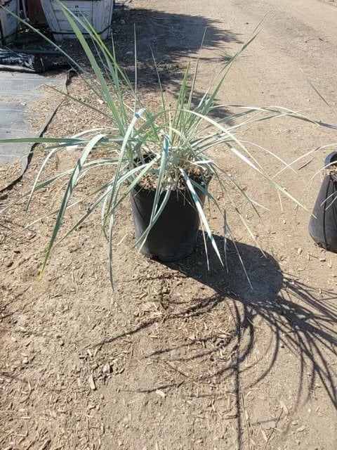 Photo for Leymus condensatus (Wild Rye)