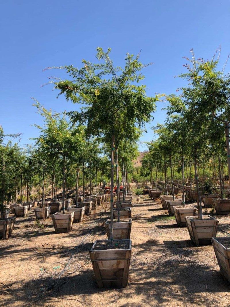 Photo for Ulmus parvifolia (Standard) (Chinese Elm)
