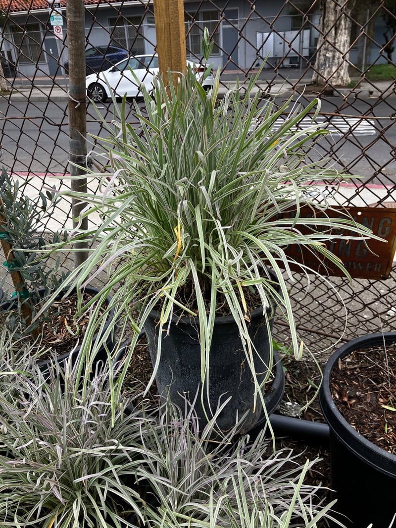 Photo for Tulbaghia violacea 'Variegata' (Society Garlic)