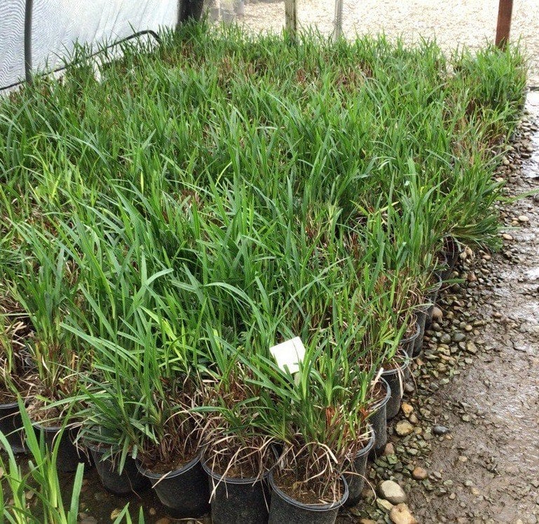 Photo for Dianella caerulea (Blue Flax-Lily)