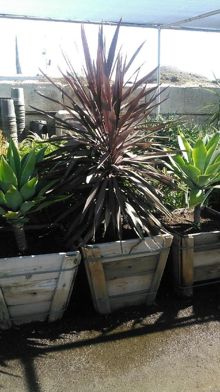 Photo for Cordyline australis (Grass Palm, Grass Tree)