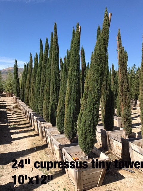 Photo for Cupressus sempervirens 'Monshel'/'Dwarf' (Dwarf Italian Cypress)
