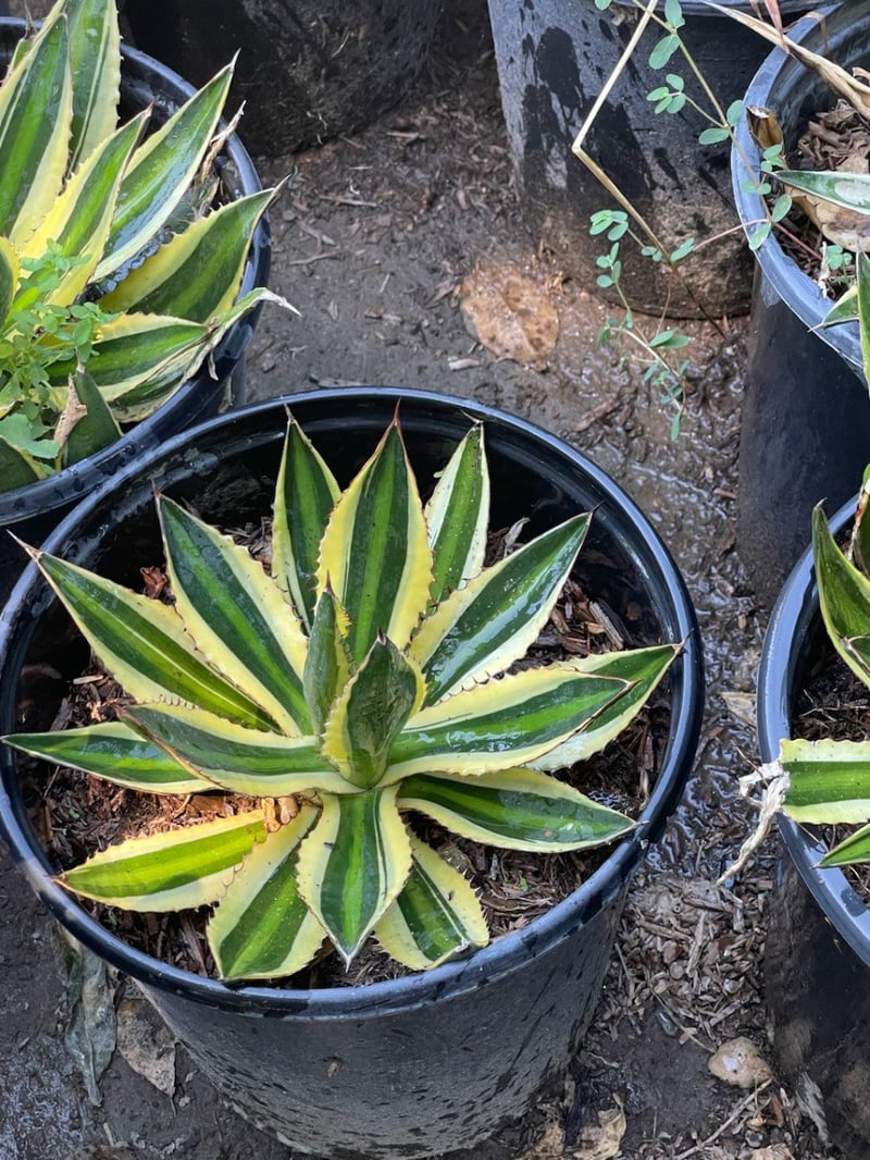 Photo for Agave lophantha 'Quadricolor' (Quadricolor Century Plant)