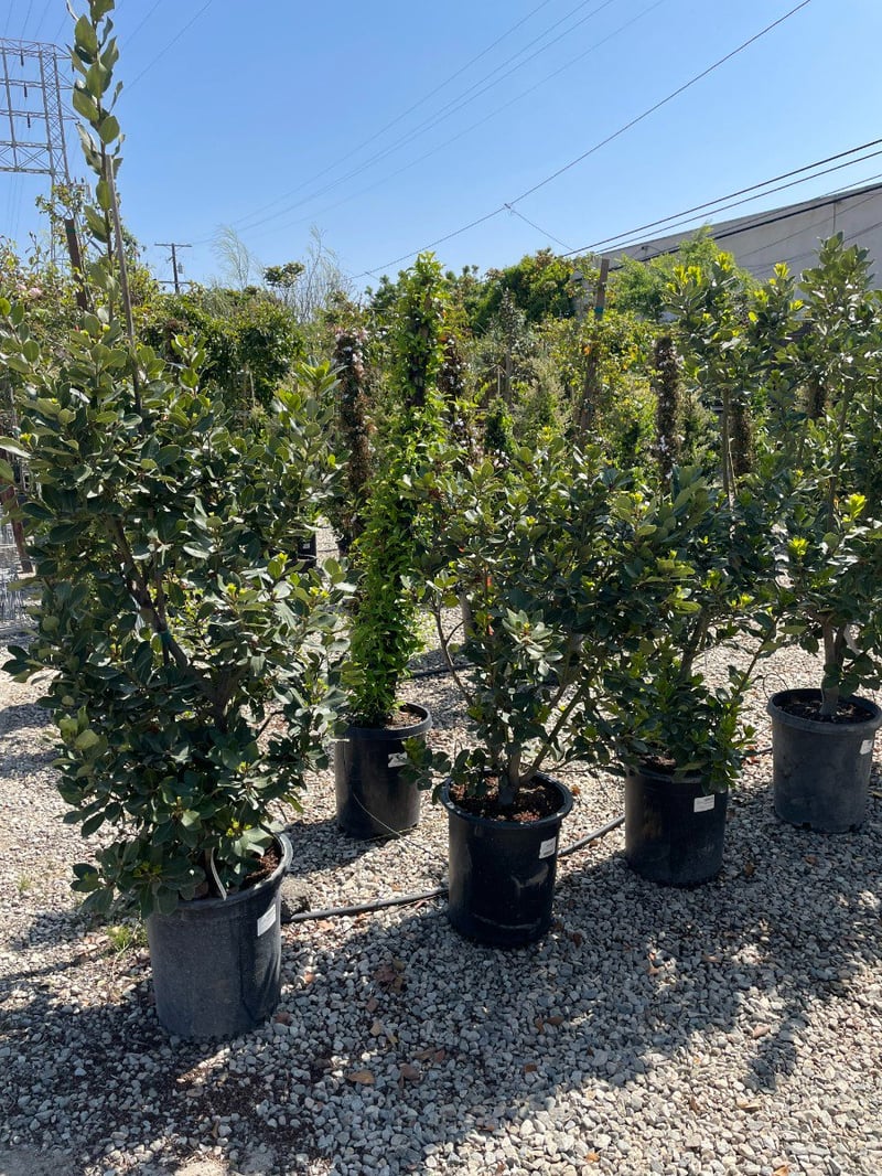 Photo for Laurus nobilis 'Saratoga' (Saratoga Bay Laurel)