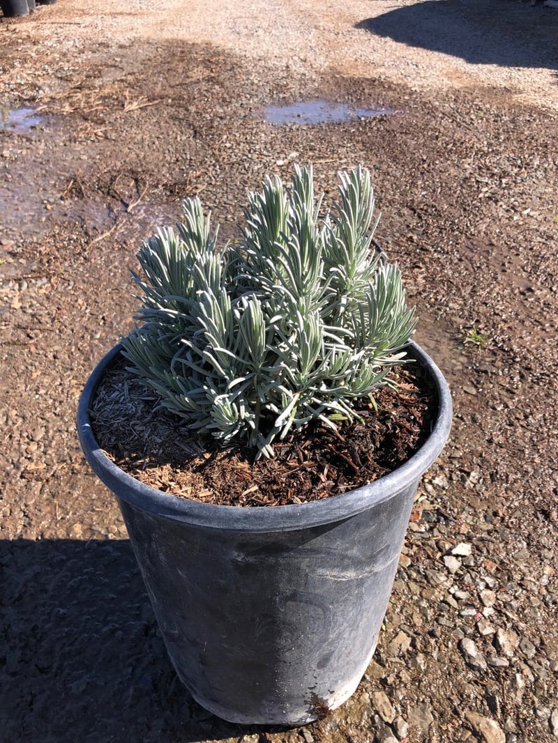 Photo for Lavandula angustifolia (English Lavender)