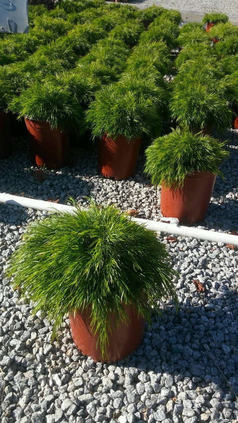 Photo for Acacia cognata 'Cousin Itt' (Little River Wattle)