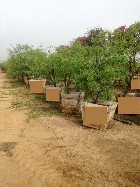 Photo for Prosopis chilensis (Thornless Chilean Mesquite)