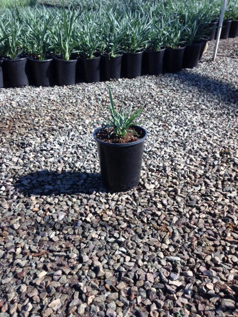 Photo for Dianella caerulea 'Cassa Blue' (Cassa Blue Flax Lily)