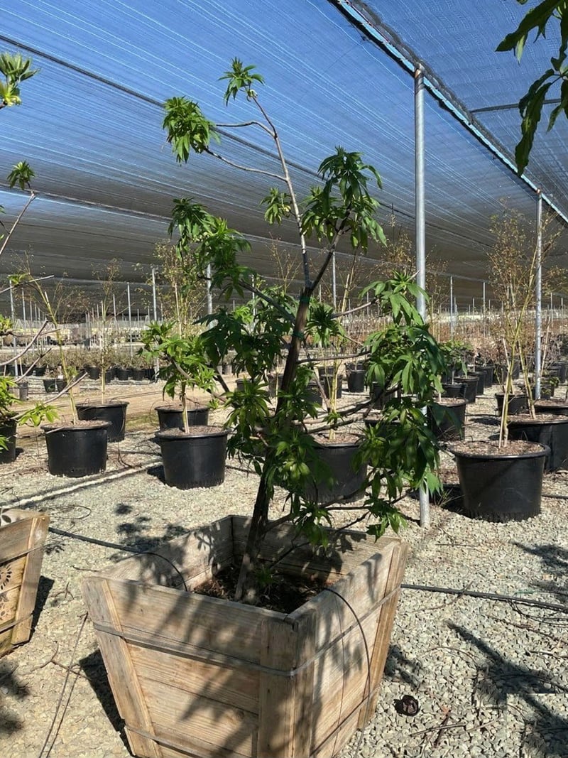 Photo for Aesculus californica (California Buckeye)
