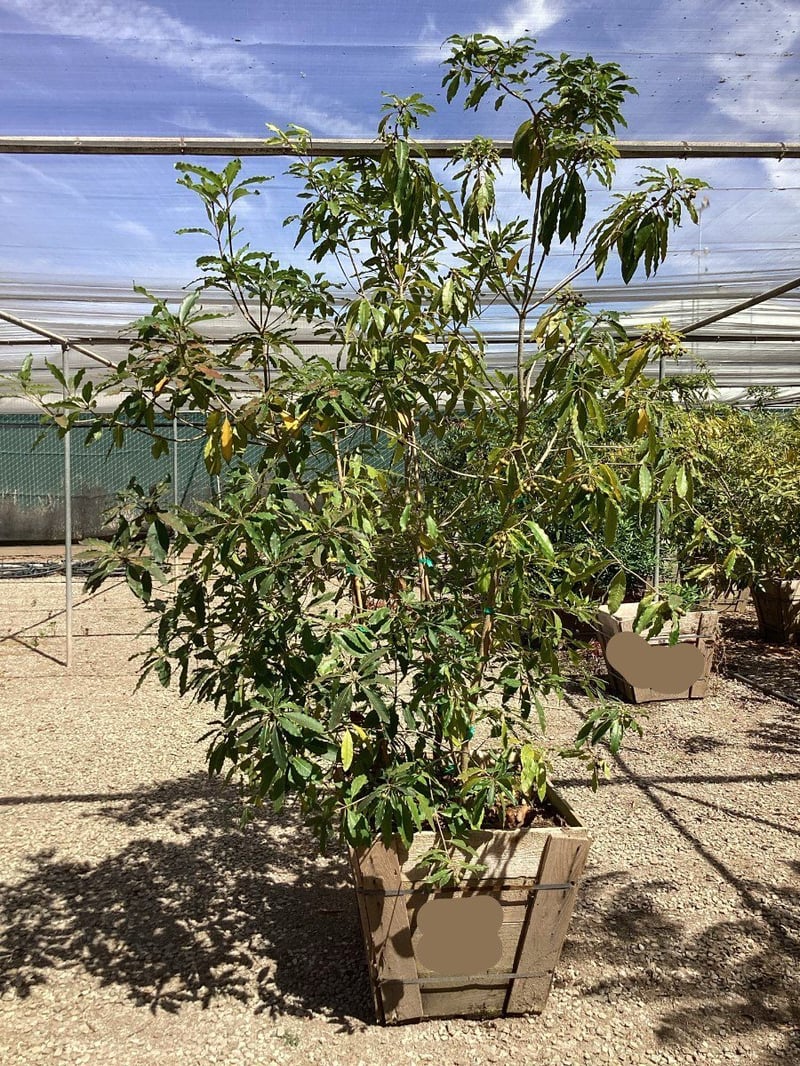 Photo for Pittosporum undulatum (Victorian Box)