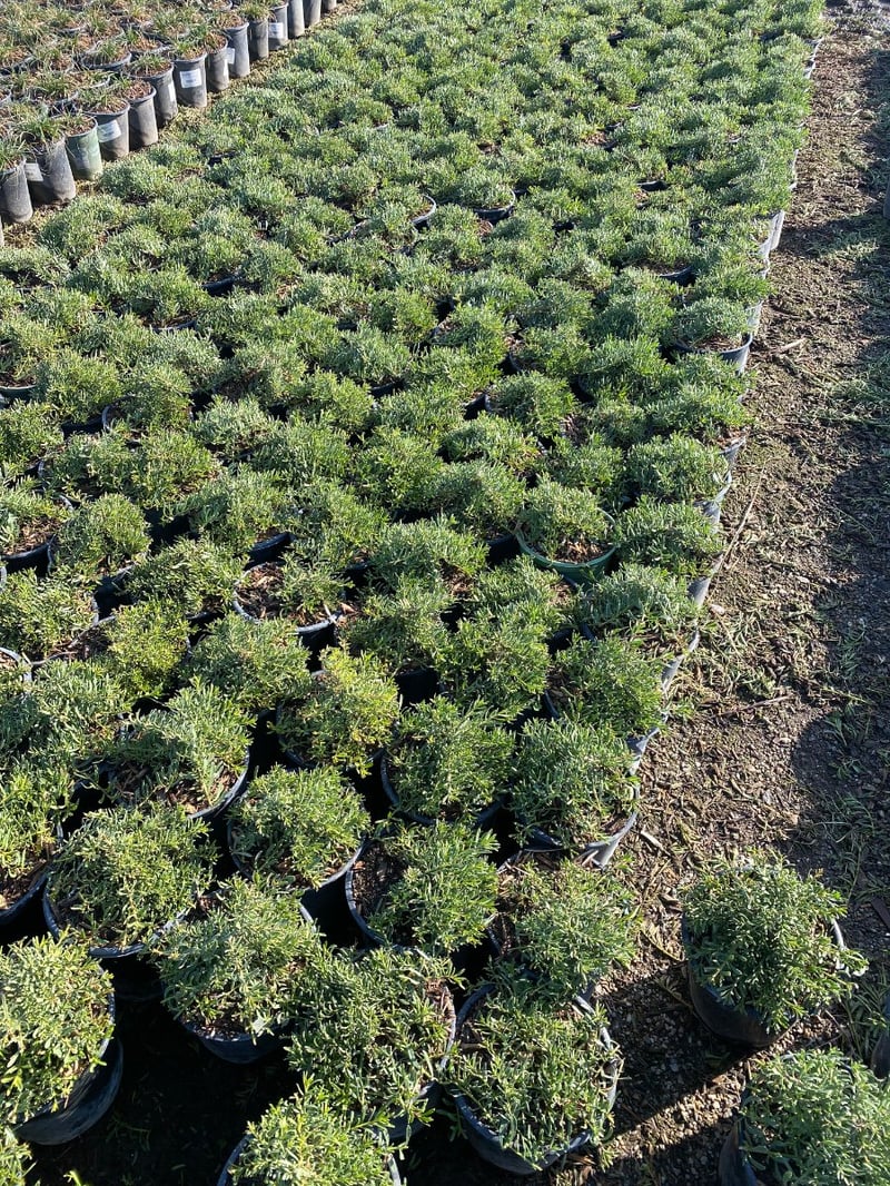 Photo for Myoporum parvifolium (Creeping Myoporum)