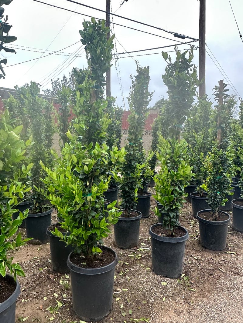 Photo for Ligustrum japonicum 'Texanum' (Staked) (Waxleaf Privet japonicum)