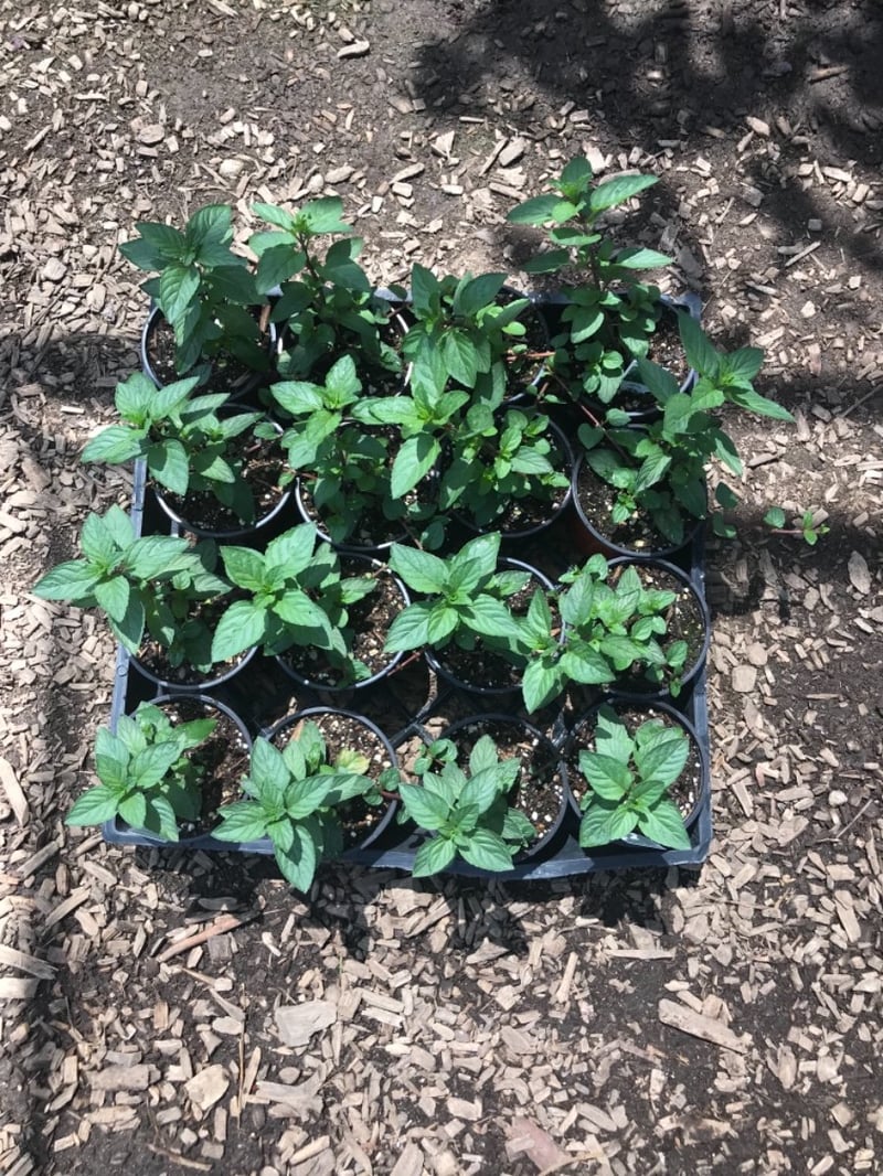 Photo for Mentha piperita (Peppermint)