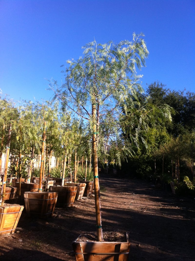 Photo for Schinus molle (Standard) (California Pepper)