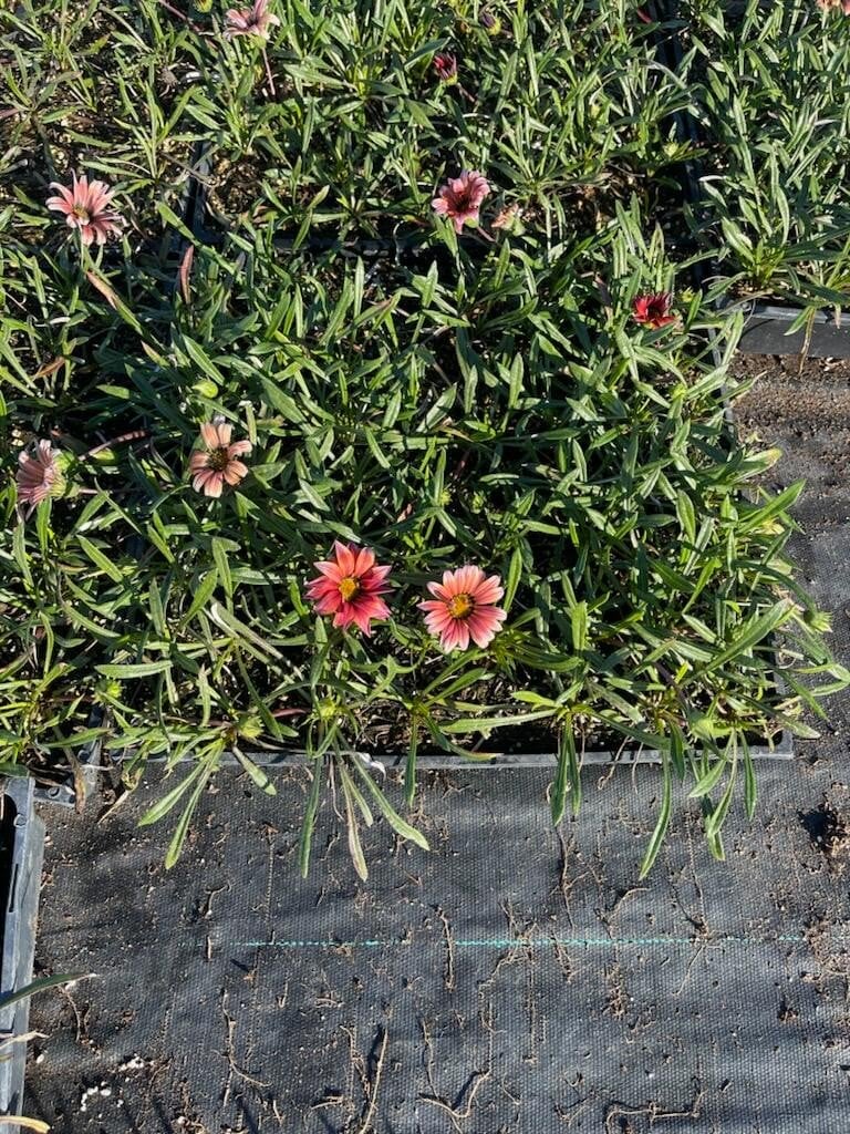 Photo for Gazania 'Burgundy' (Burgundy Gazania)