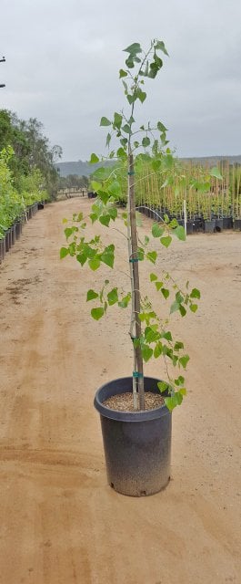 Photo for Populus fremontii (Standard) (Fremont Cottonwood)