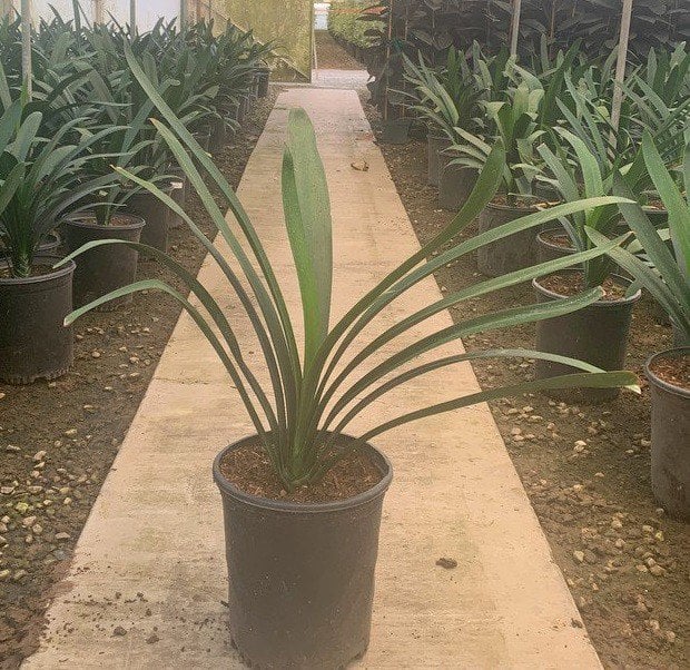 Photo for Clivia miniata 'Belgian Hybrid Yellow' (Belgian Hybrid Yellow Bush Lily)
