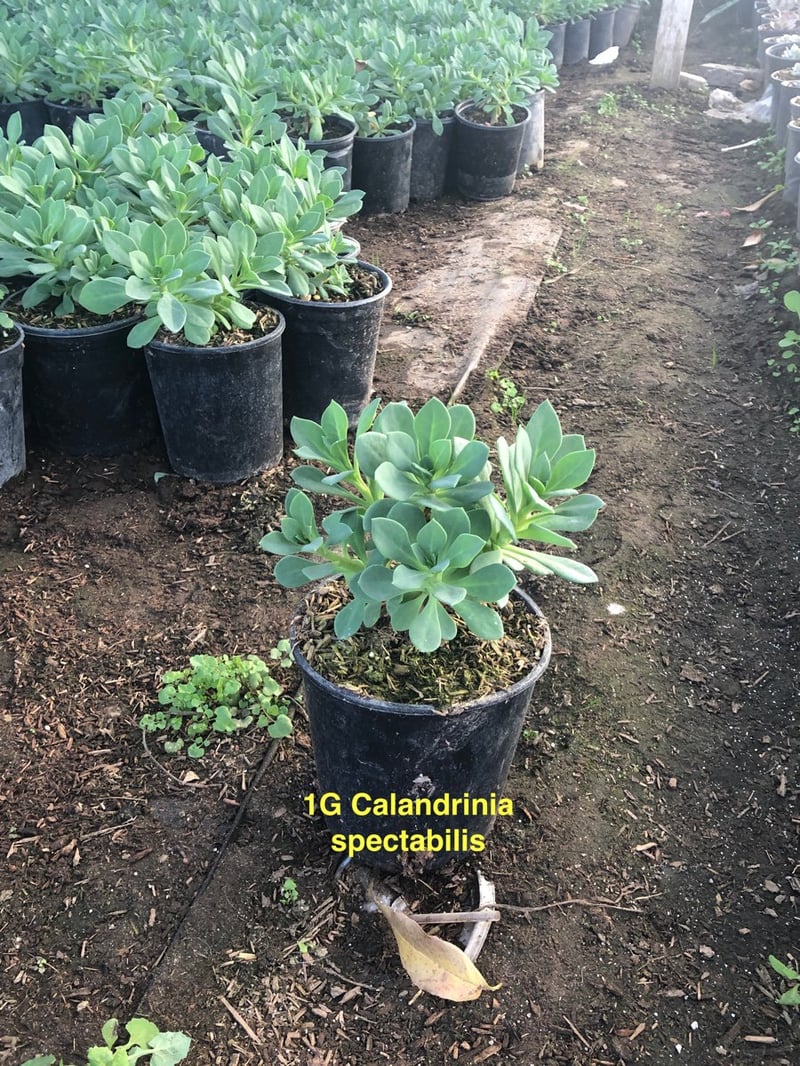 Photo for Cistanthe grandiflora (Rock Purslane)