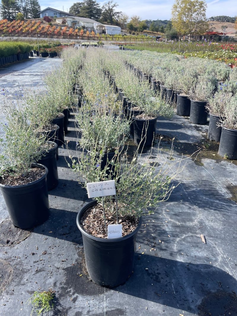 Photo for Salvia chamaedryoides (Germander Sage)