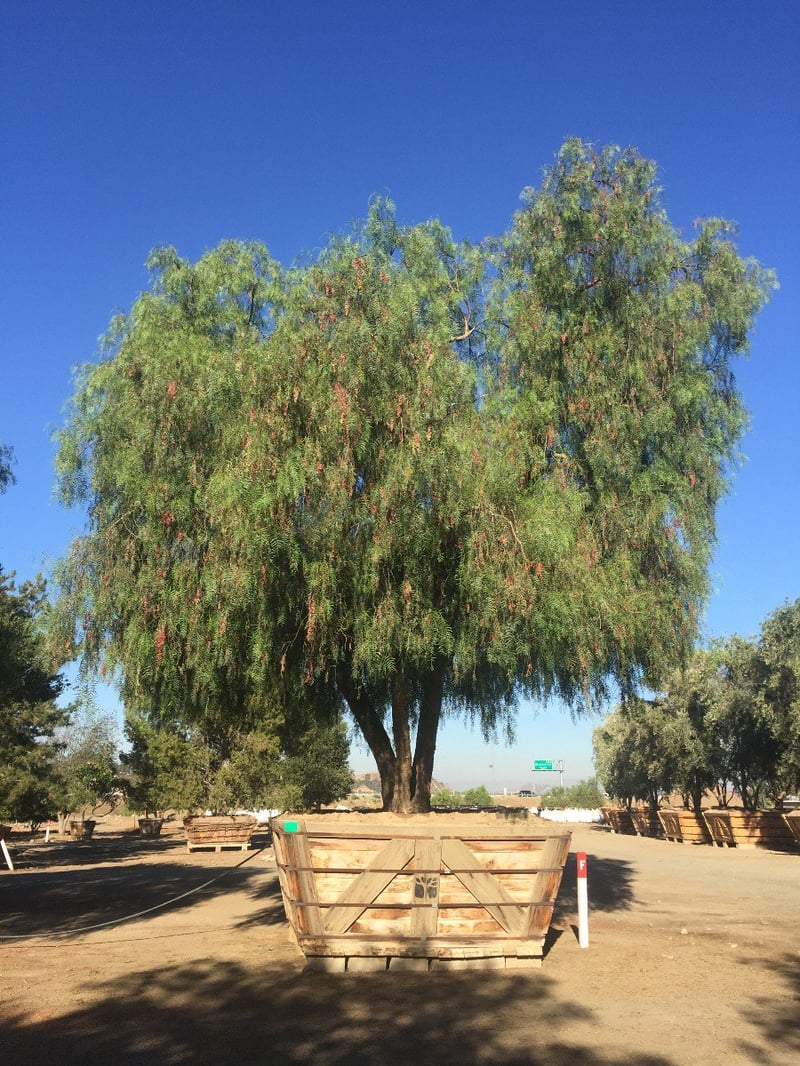 Photo for Schinus molle (California Pepper Tree)