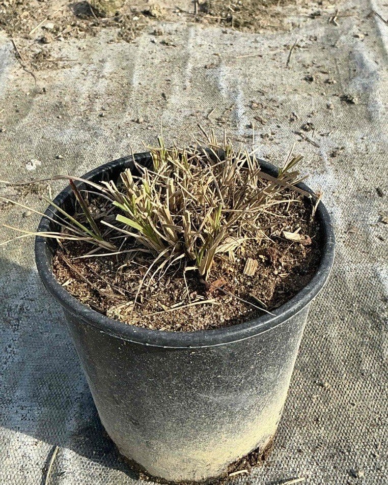 Photo for Pennisetum 'Fairy Tails' (Evergreen Fountain Grass)