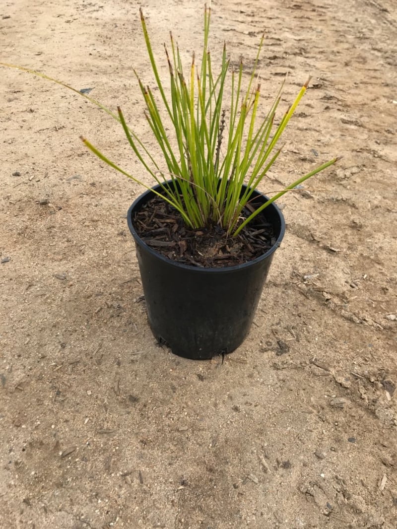 Photo for Lomandra longifolia 'Breeze' (Dwarf Mat Rush 'Breeze')