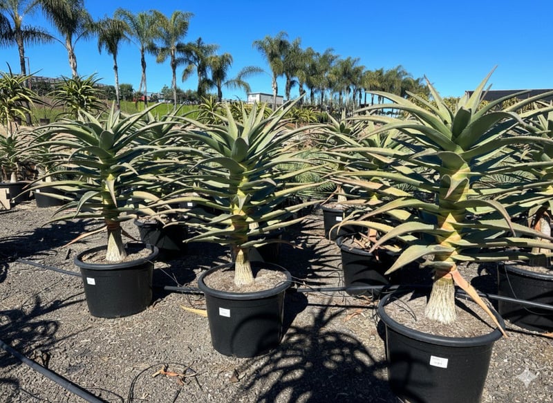 Photo for Aloe 'Hercules' (Hercules Aloe)