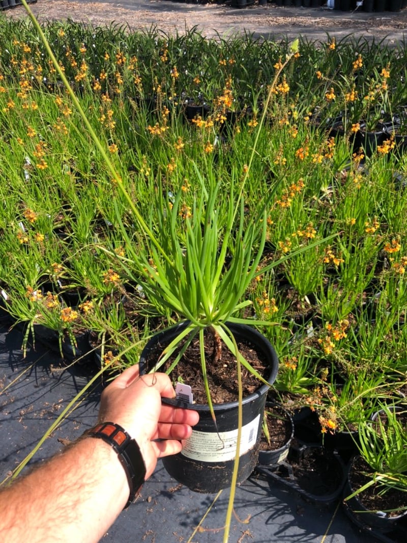 Photo for Bulbine frutescens 'Orange' (Stalked Bulbine)