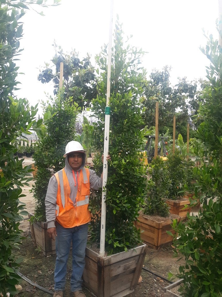 Photo for Ficus microcarpa nitida (Indian Laurel)