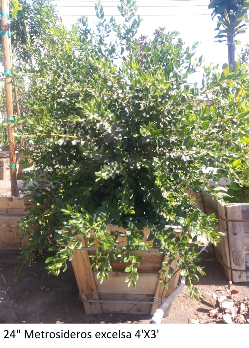 Photo for Metrosideros excelsa (Multi) (New Zealand Christmas Tree)