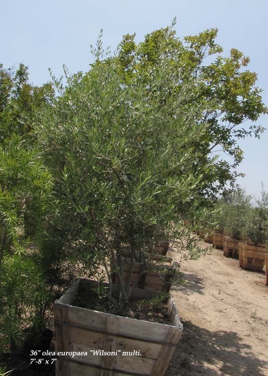 Photo for Olea europaea (Multi) (Olive Tree)