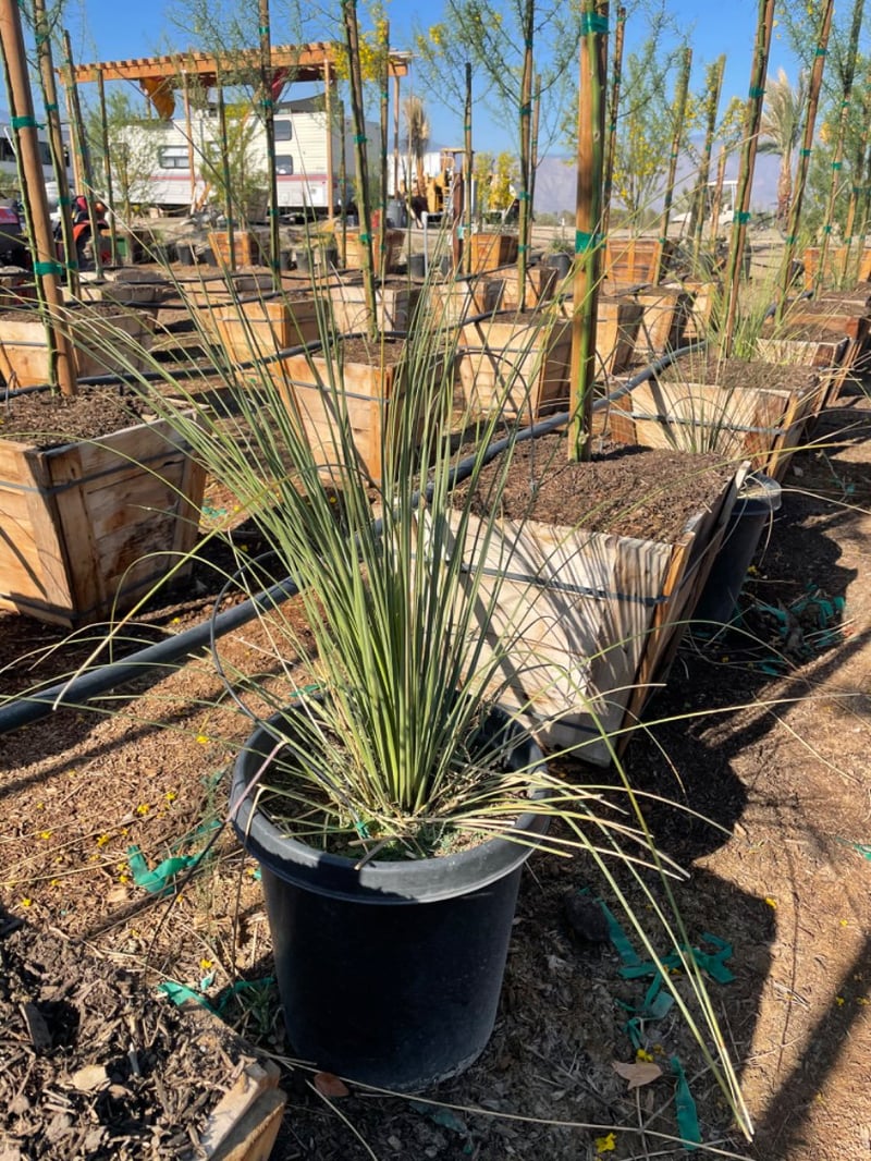 Photo for Dasylirion longissimum (Mexican Grass Tree)